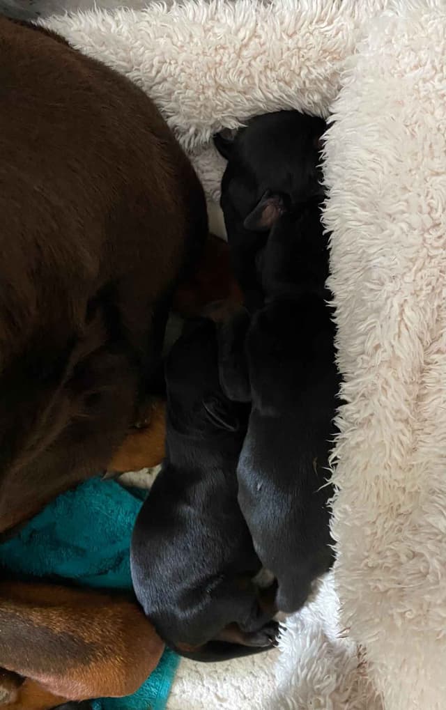 Doberman Pinscher Puppies media 6