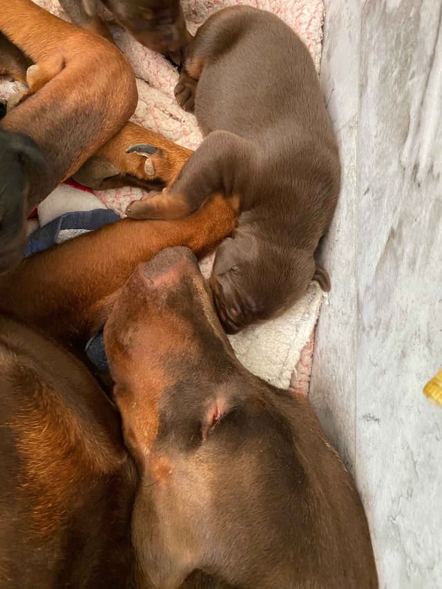 Doberman Pinscher Puppies media 7