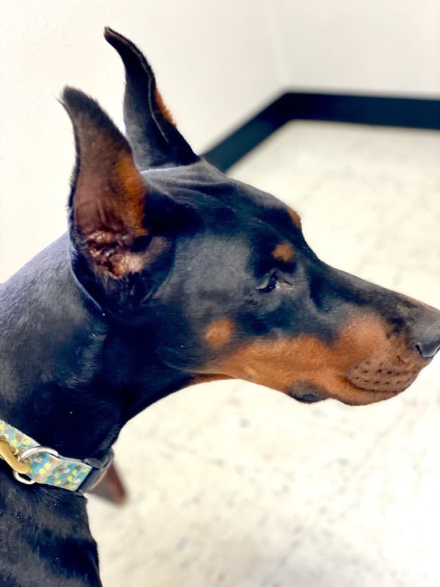 Doberman Pinscher Puppies media 9
