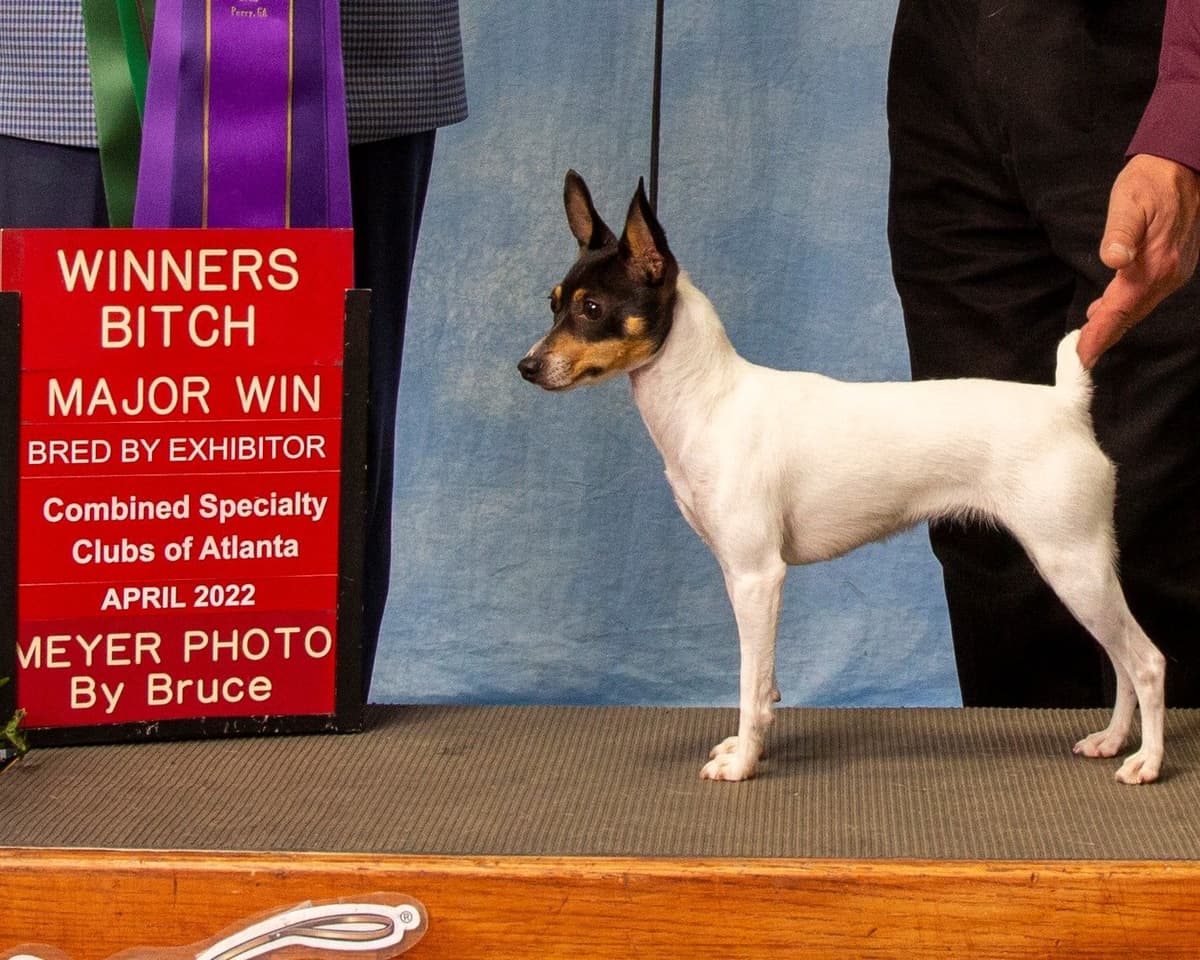 Toy Fox Terrier 8-month old female breeder image 1