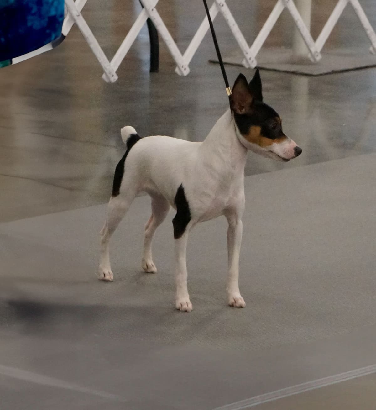 Toy Fox Terrier 8-month old female breeder image 2