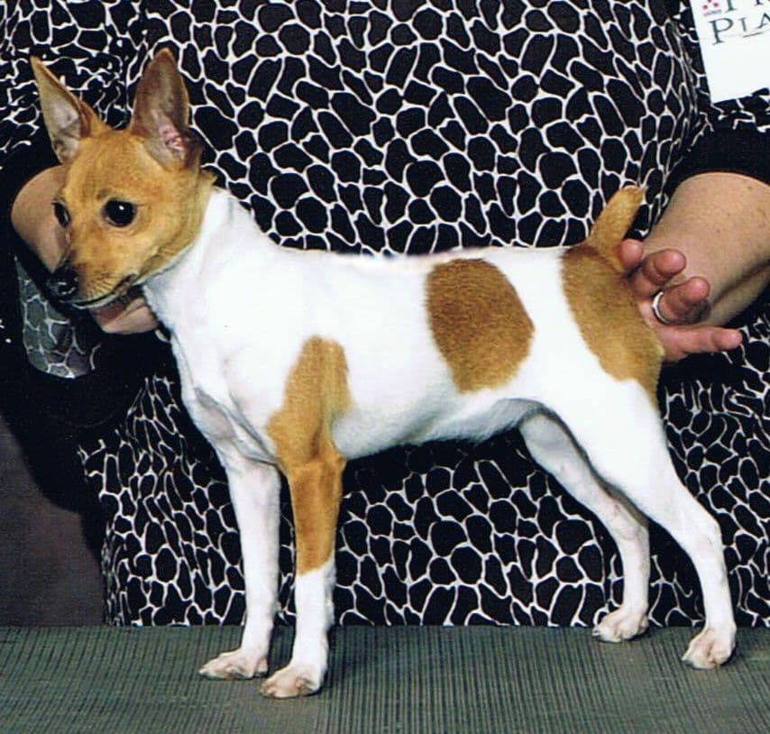 Toy Fox Terrier 8-month old female breeder image 3