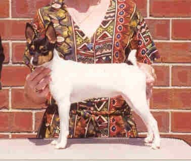 Toy Fox Terrier 8-month old female breeder image 4