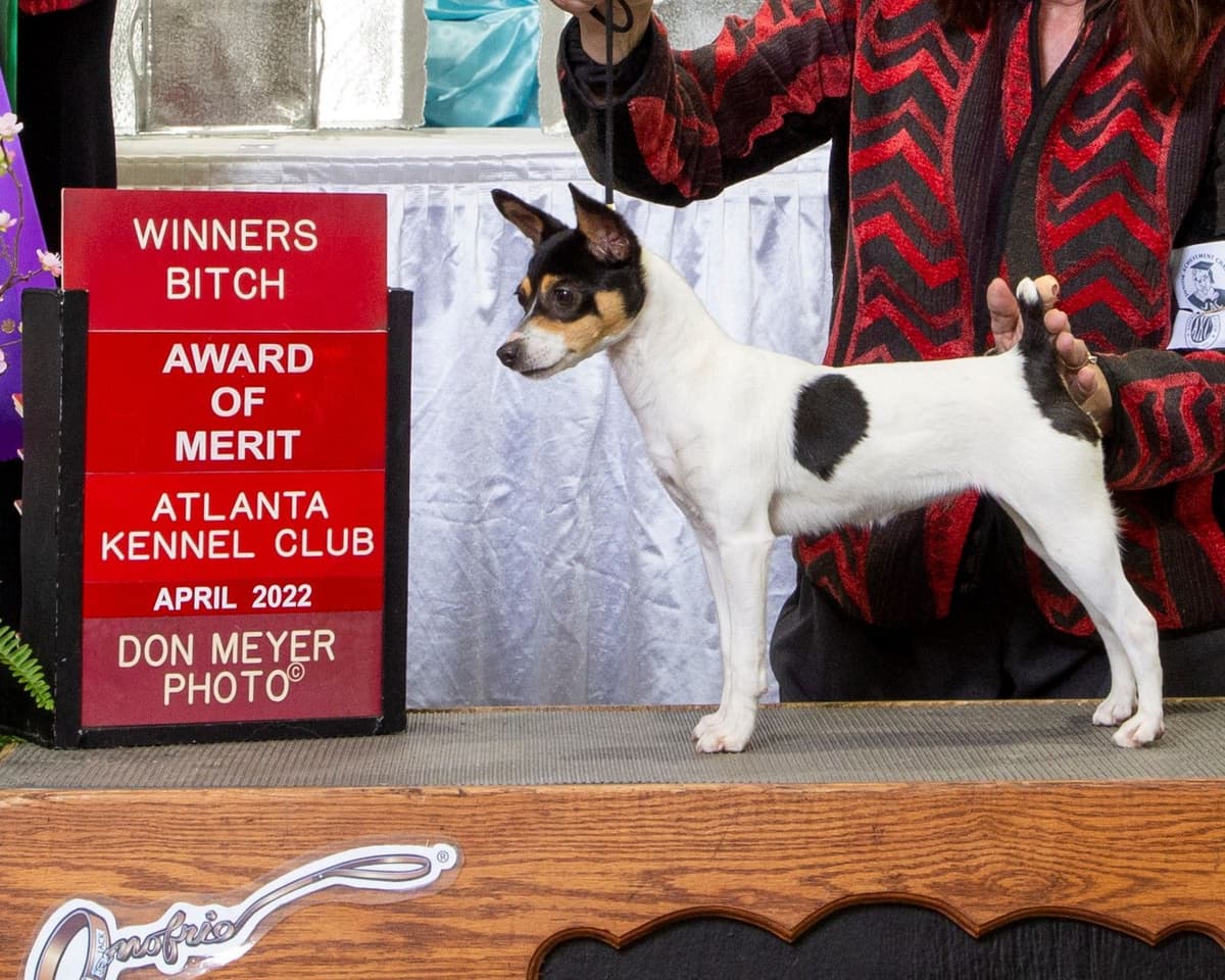 Toy Fox Terrier 8-month old female breeder image 5