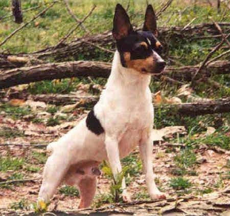 Toy Fox Terrier 8-month old female breeder image 7