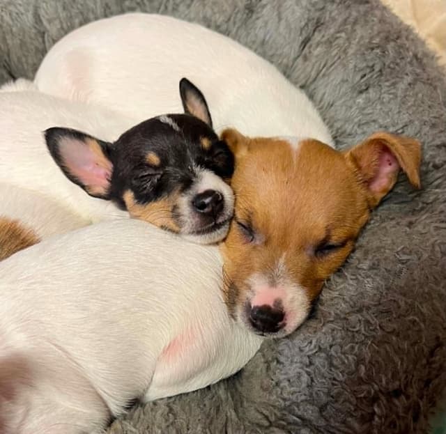 Toy Fox Terrier Puppy media 2