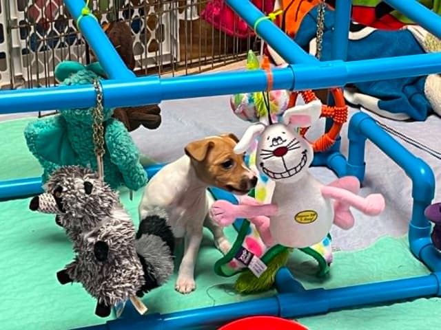 Toy Fox Terrier Puppy media 3
