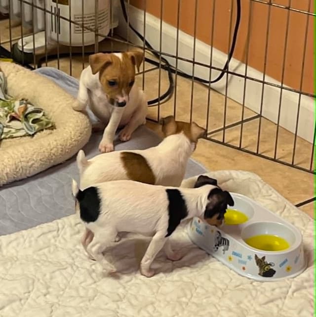 Toy Fox Terrier Puppy media 4