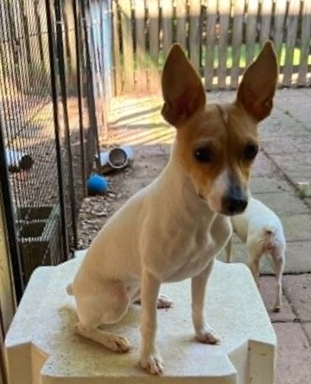 Toy Fox Terrier 8-month old female media 2