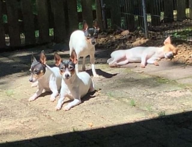Toy Fox Terrier 8-month old female media 4