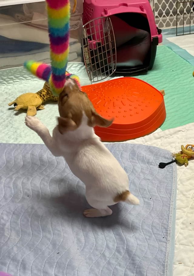 Toy Fox Terrier Puppy media 5