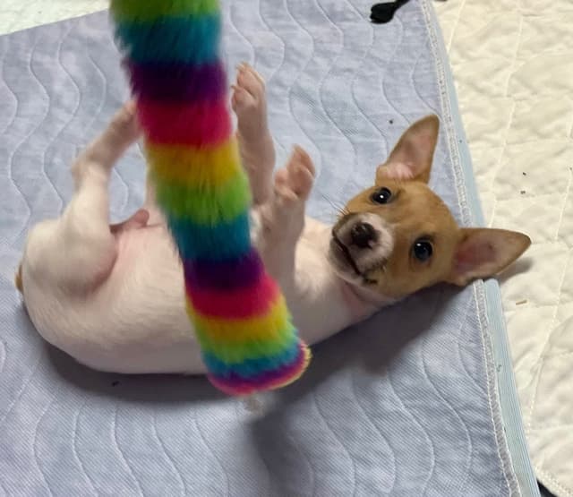 Toy Fox Terrier Puppy media 6