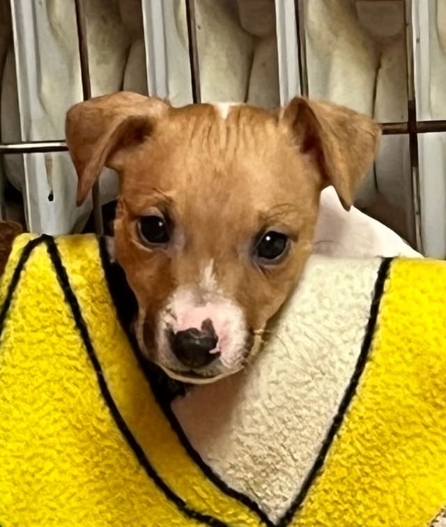 Toy Fox Terrier Puppy media 8