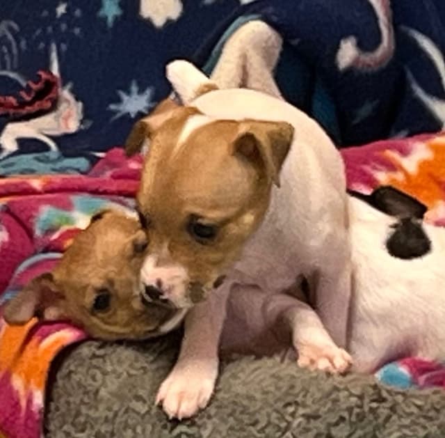 Toy Fox Terrier Puppy media 9