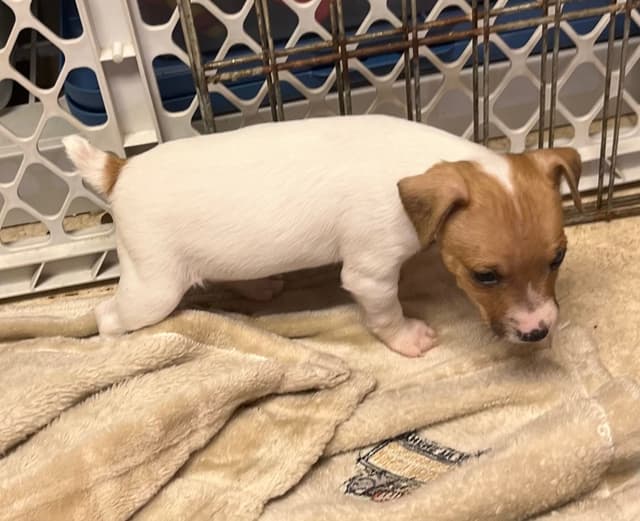 Toy Fox Terrier Puppy media 10