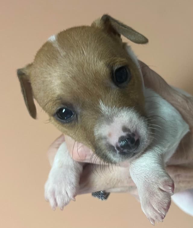 Toy Fox Terrier Puppy media 11