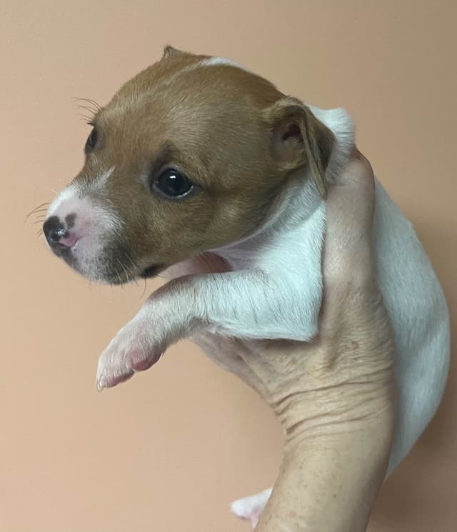 Toy Fox Terrier Puppy media 12