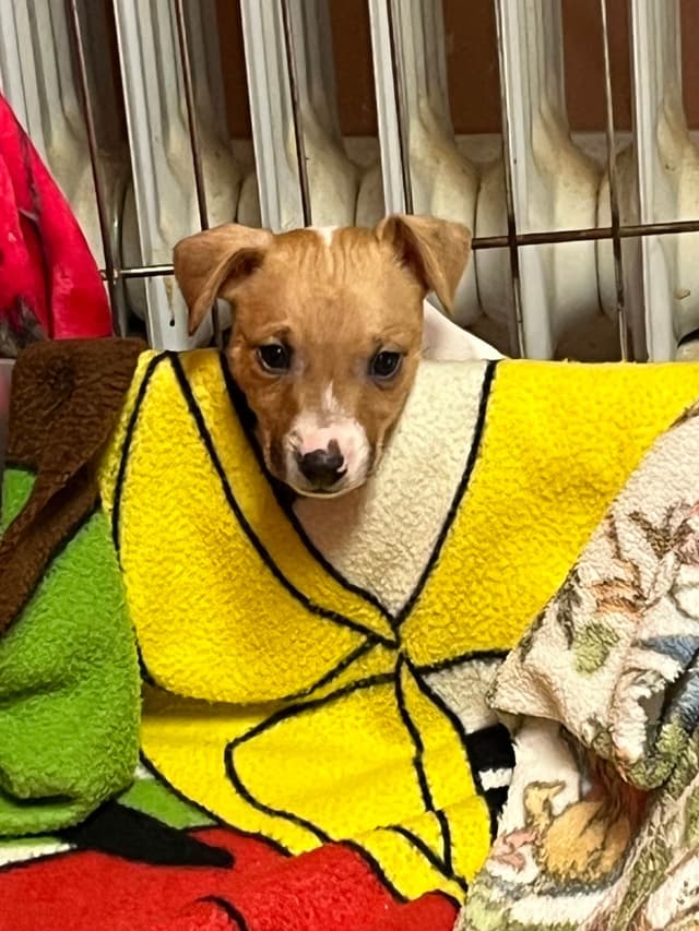 Toy Fox Terrier Puppy media 14