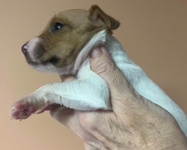 Toy Fox Terrier Puppy media 13