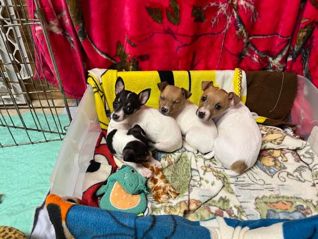 Toy Fox Terrier Puppy media 15