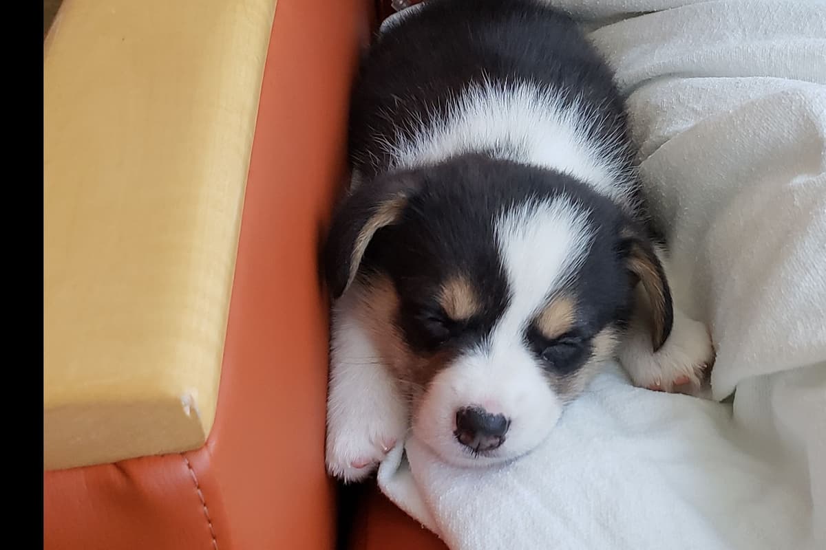 Pembroke Welsh Corgi Puppies breeder image 2