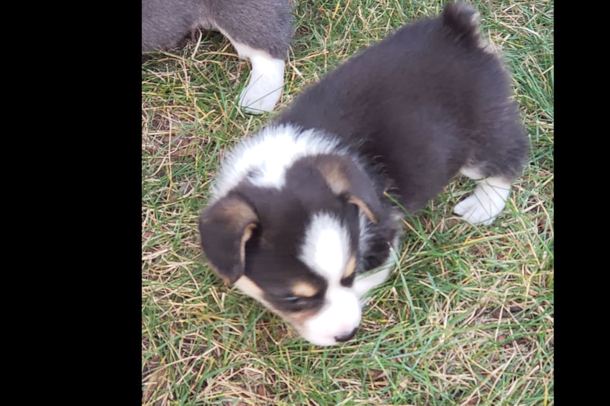 Pembroke Welsh Corgi Puppies breeder image 3
