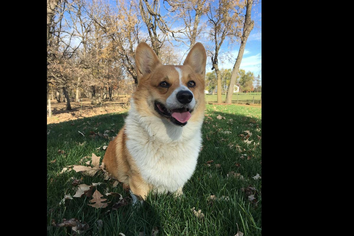 Pembroke Welsh Corgi Puppies breeder image 4