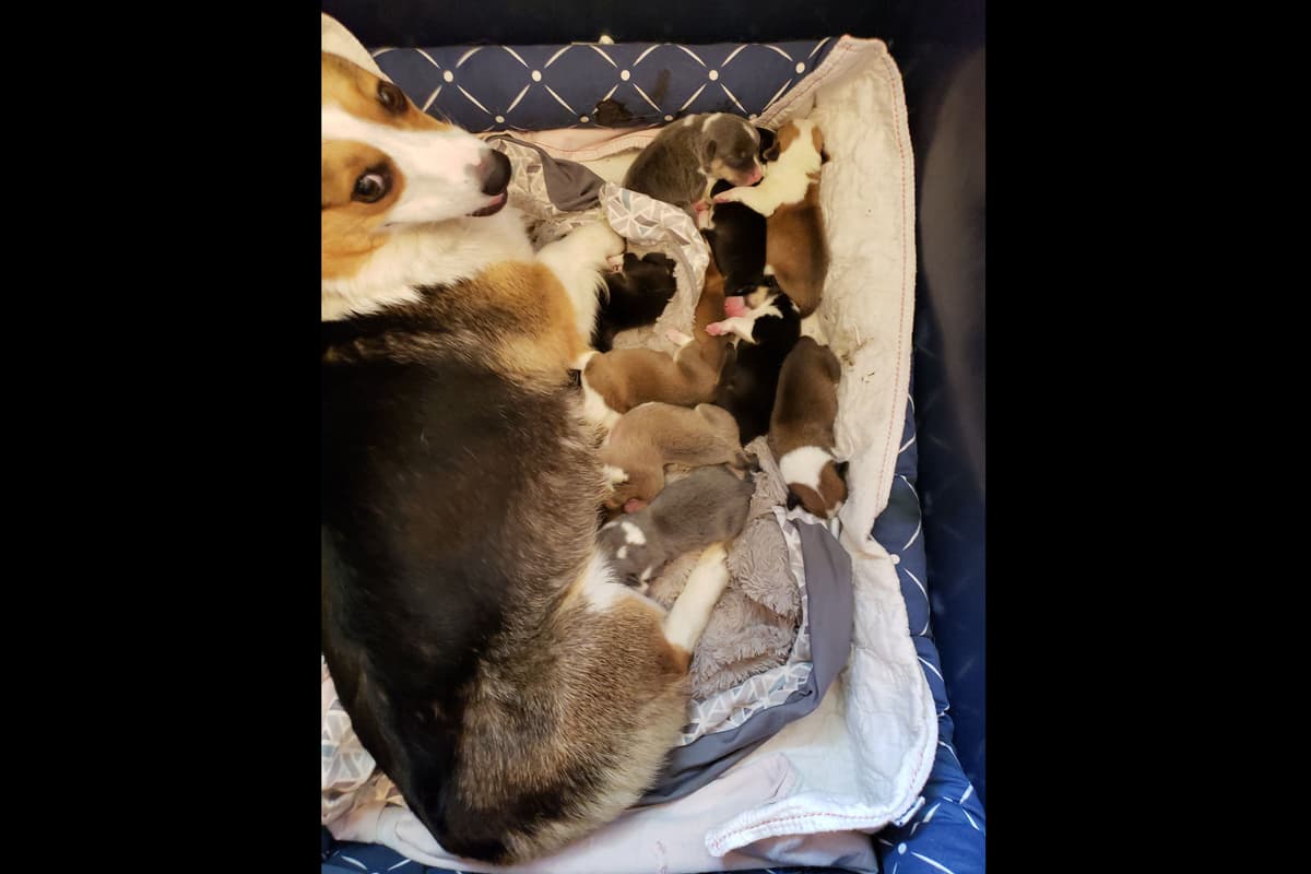 Pembroke Welsh Corgi Puppies breeder image 5