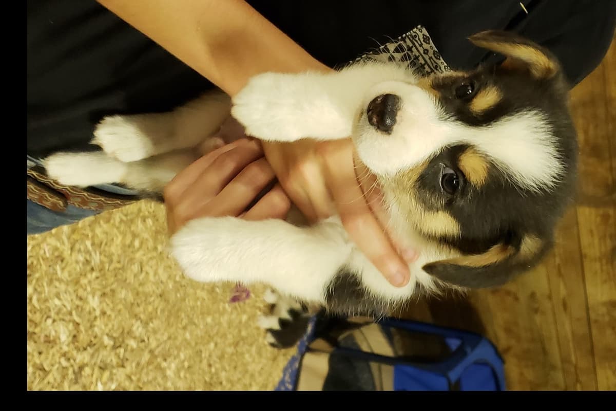 Pembroke Welsh Corgi Puppies breeder image 1