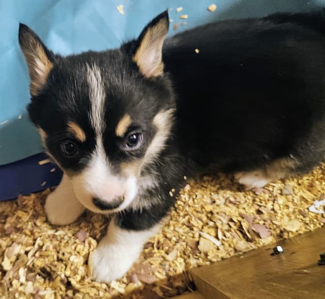 Pembroke Welsh Corgi Puppies media 2