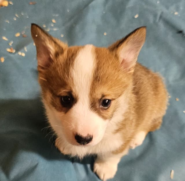 Pembroke Welsh Corgi Puppies media 3