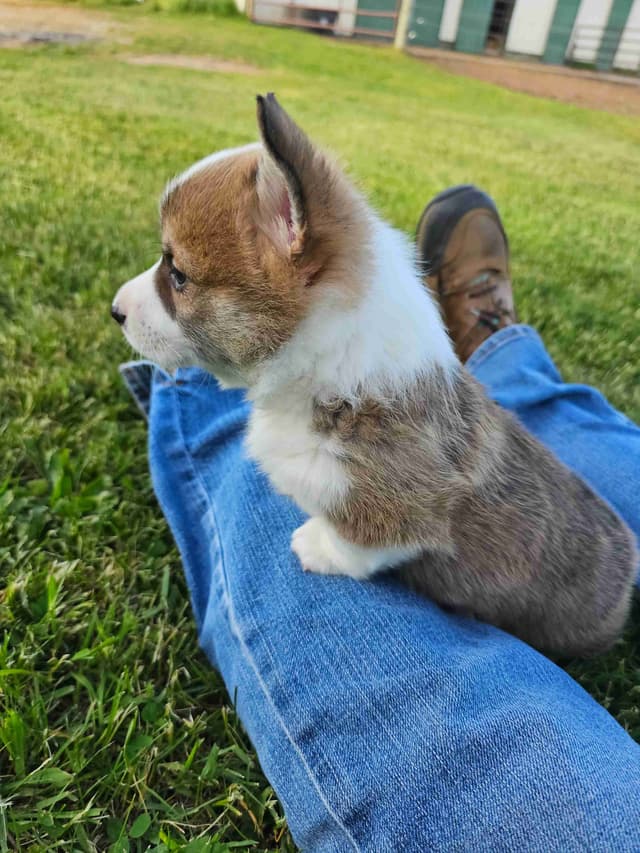 Pembroke Welsh Corgi Puppies media 4