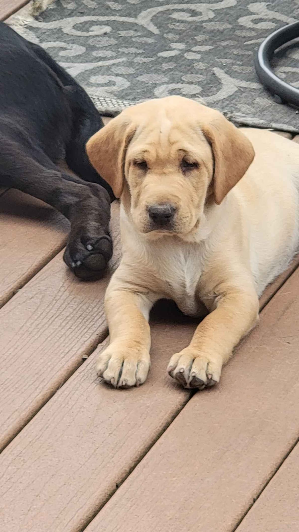Labrador Retriever Puppy breeder image 1