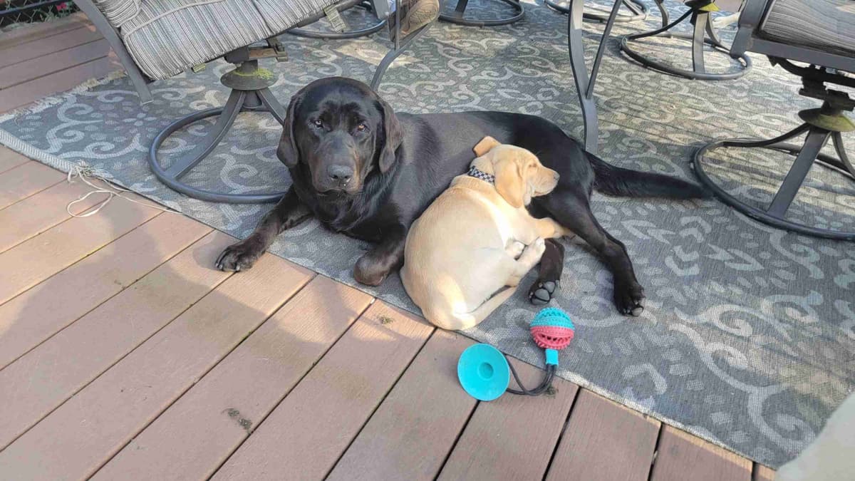 Labrador Retriever Puppy breeder image 3