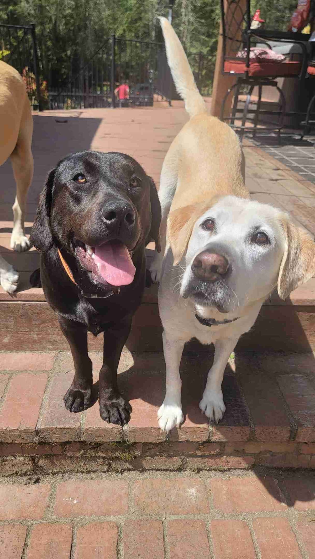 Labrador Retriever Puppy breeder image 5