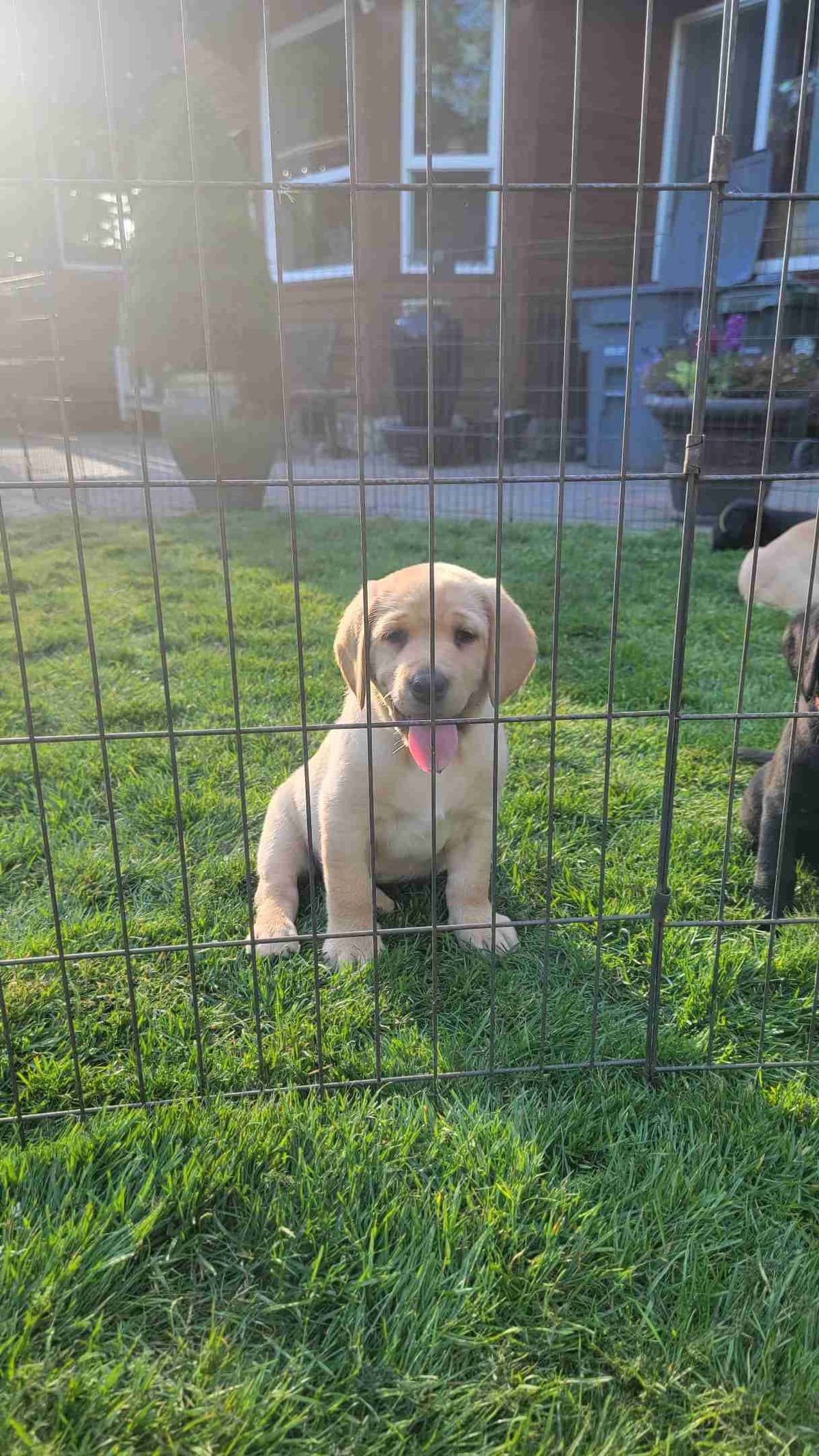 Labrador Retriever Puppy breeder image 6