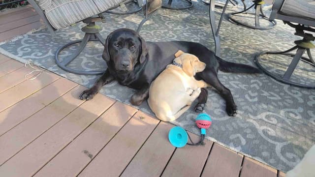 Labrador Retriever Puppy media 3