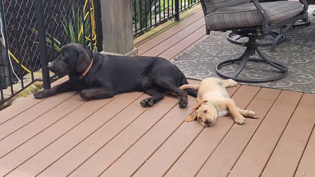 Labrador Retriever Puppy media 4