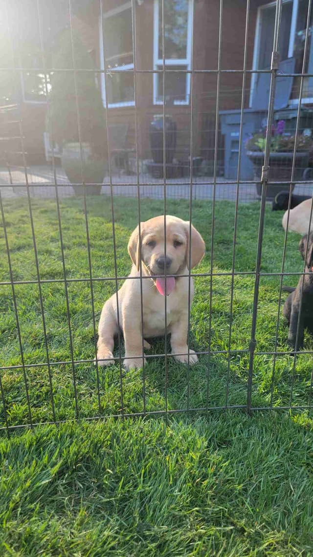 Labrador Retriever Puppy media 5