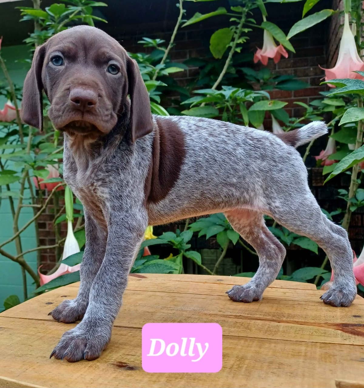 AKC German Shorthaired Pointer Puppies breeder image 1
