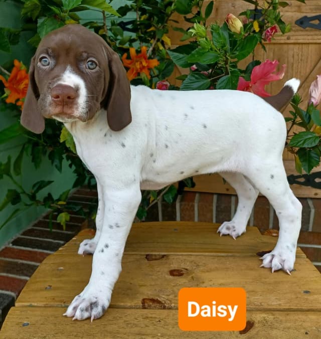 AKC German Shorthaired Pointer Puppies media 2