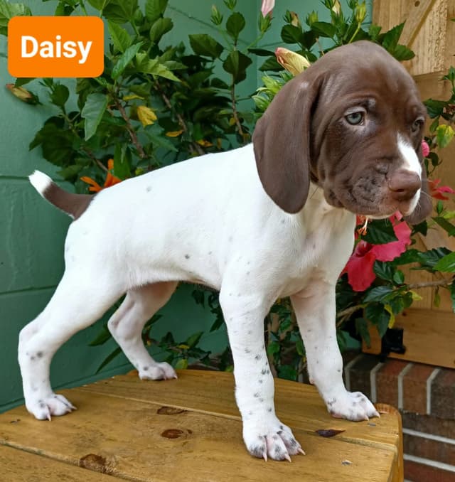 AKC German Shorthaired Pointer Puppies media 3