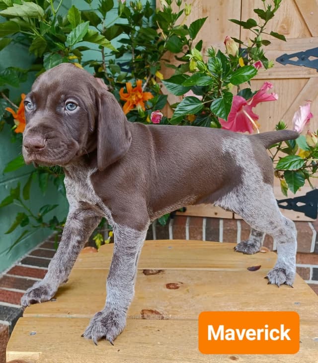 AKC German Shorthaired Pointer Puppies media 4