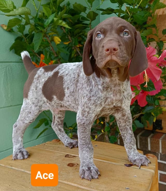 AKC German Shorthaired Pointer Puppies media 5