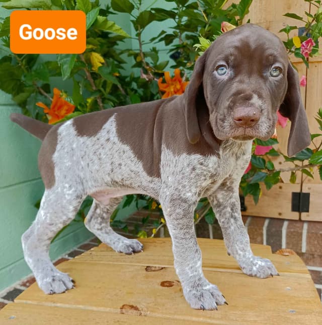 AKC German Shorthaired Pointer Puppies media 6