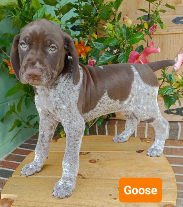 AKC German Shorthaired Pointer Puppies media 7