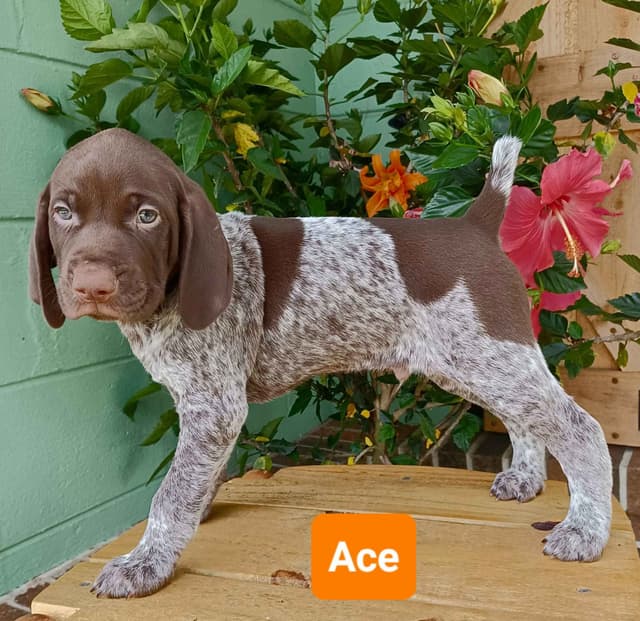 AKC German Shorthaired Pointer Puppies media 8
