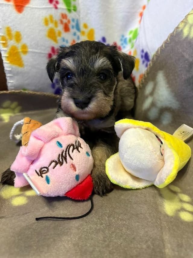 Miniature Schnauzer Puppies media 2