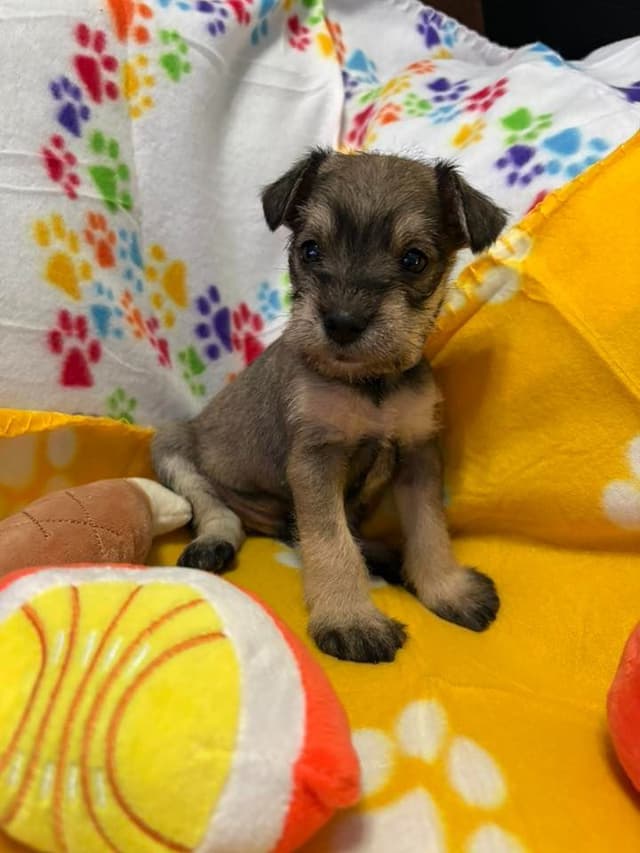 Miniature Schnauzer Puppies media 5