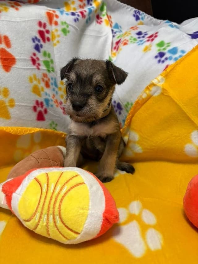 Miniature Schnauzer Puppies media 4